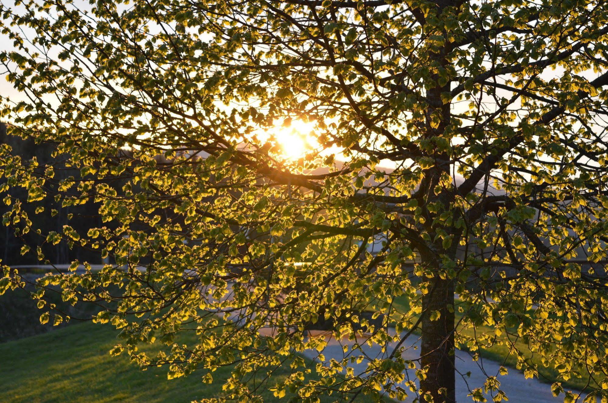 Wellness- Und Vitalhotel Boehmhof Bodenmais Bagian luar foto